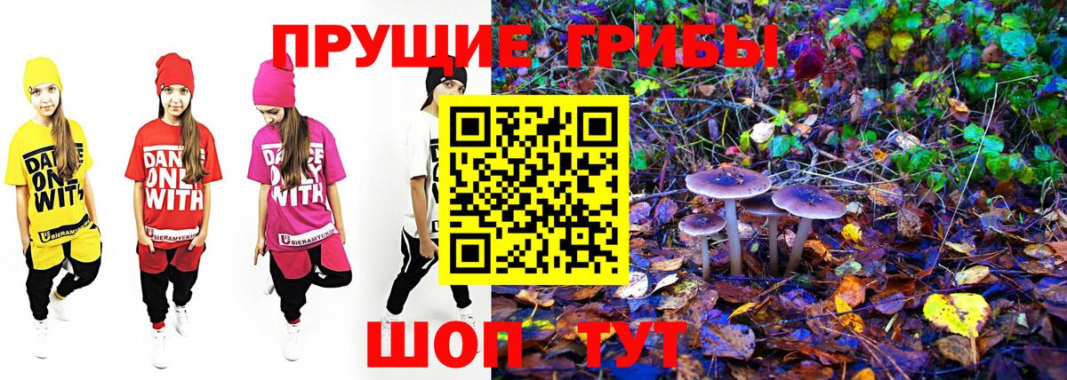 Псилоцибиновые грибы Psilocybine cubensis Сорочинск